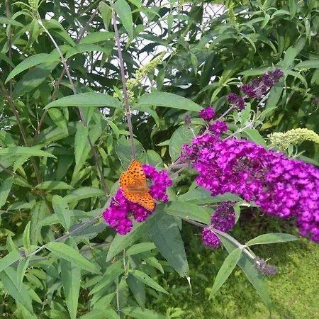 Erlbacher * Lungötz